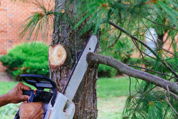 Best Tree Care Services  in Melissa, TX